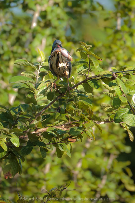 Wildlife image from photo safari in south luangwa with edward selfe.