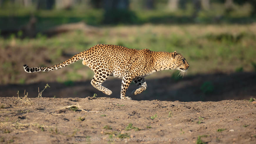 Wildlife image from photo safari with edward selfe.