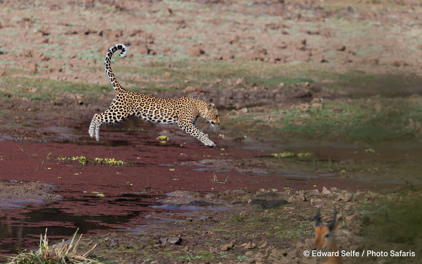 Wildlife image by edward selfe as part of a sequence leopard jumping across channel.