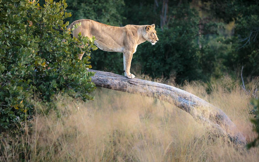 Images of wildlife from photo safari with edward selfe