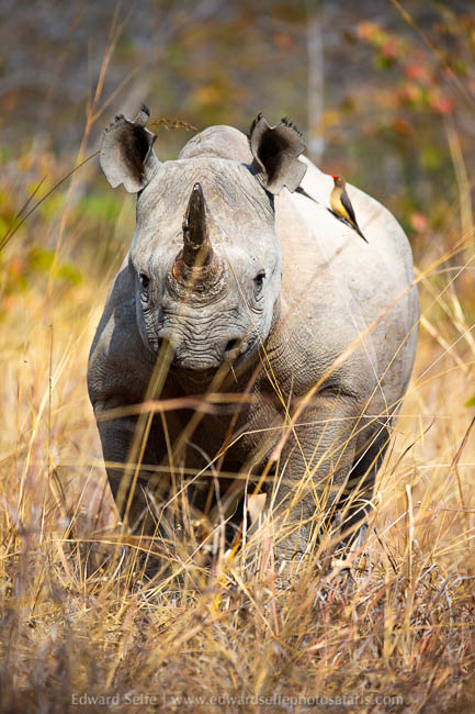 Wildlife image from photo safari with edward selfe.