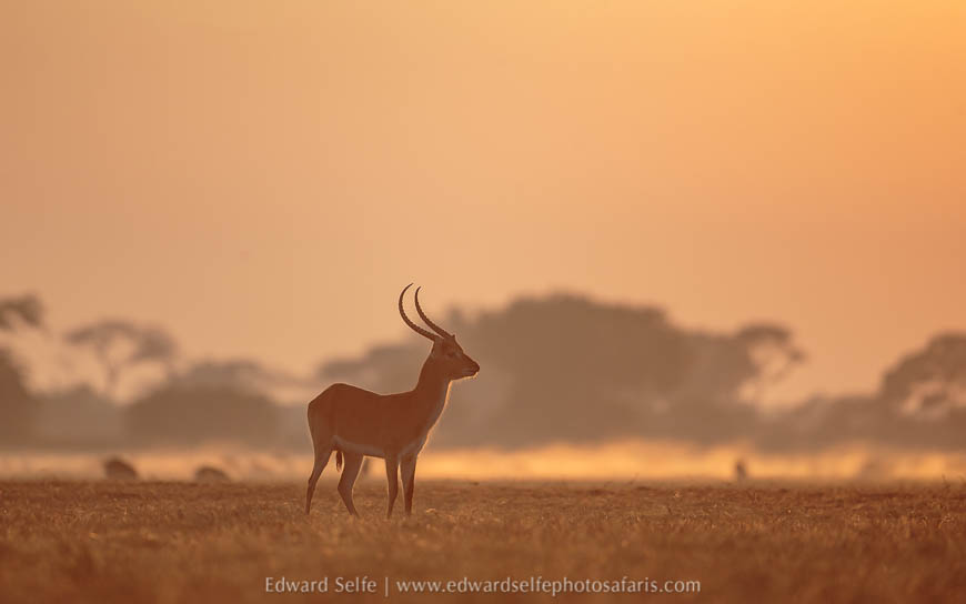 Wildlife image from a photo safari with edward selfe.
