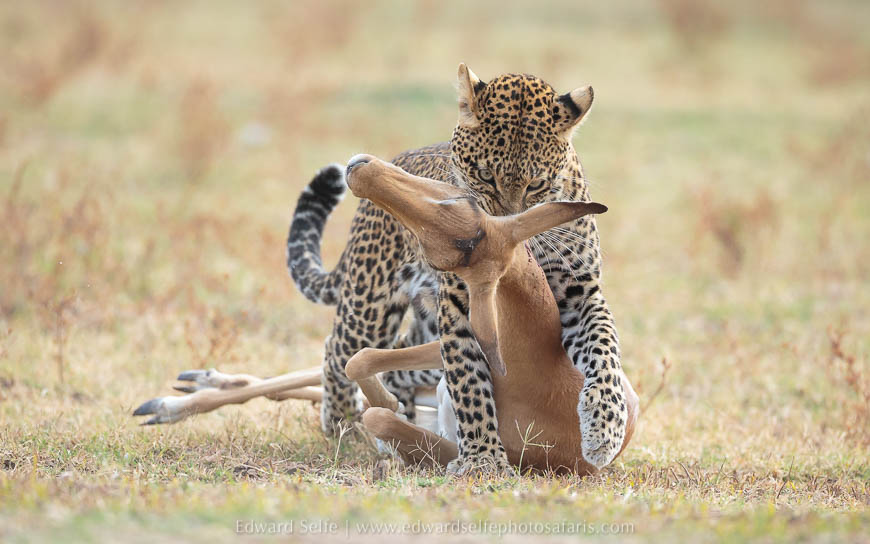 Leopard makes a kill on photo safari in south luangwa national park.