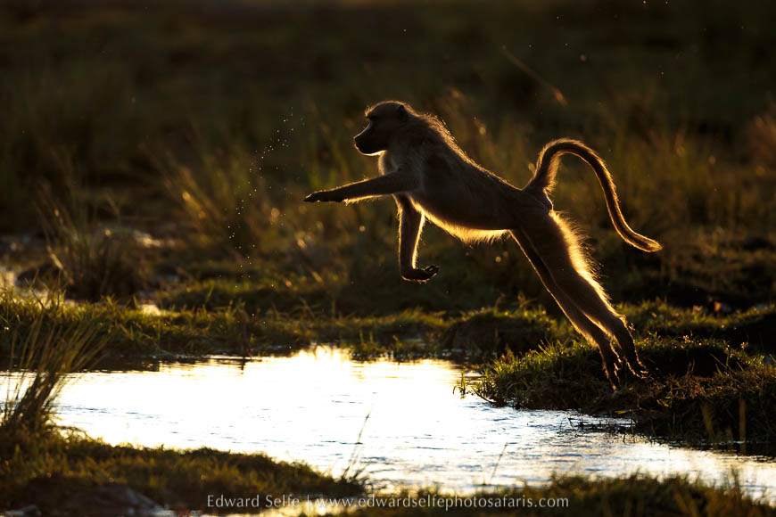 Wildlife image from a photo safari with edward selfe.