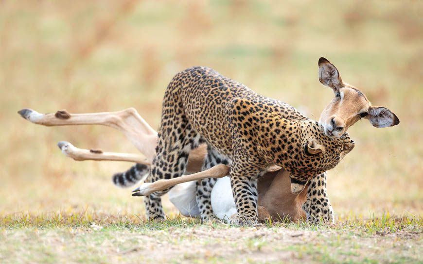 Wildlife image from photo safari with edward selfe in south luangwa national park.