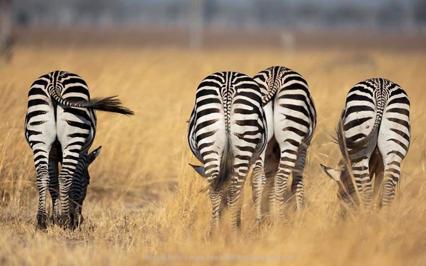 A herd of zebras at Nsefu Salt Pans.