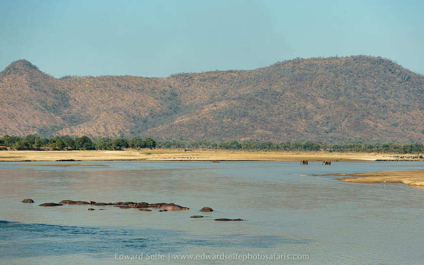 A couple of elephant bulls cross the luangwa river on photo safari in south national park.