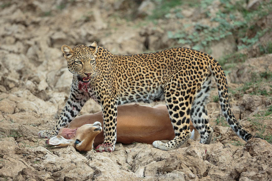 Leopard rests with her kill in the bottom of a gully on photo safari south luangwa national park.