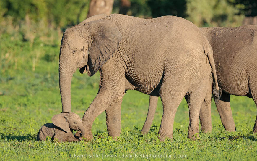 Wildlife image from photo safari with edward selfe in south luangwa national park.
