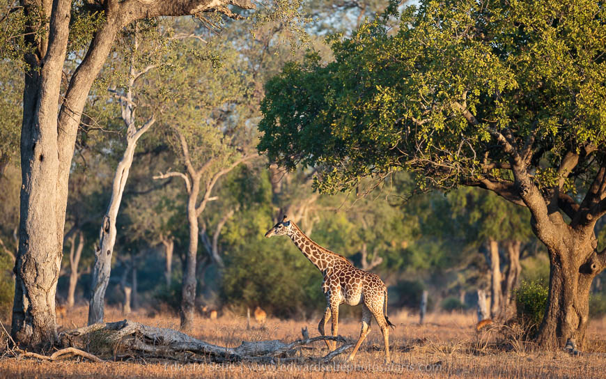 Wildlife image from photo safari with edward selfe in south luangwa national park.