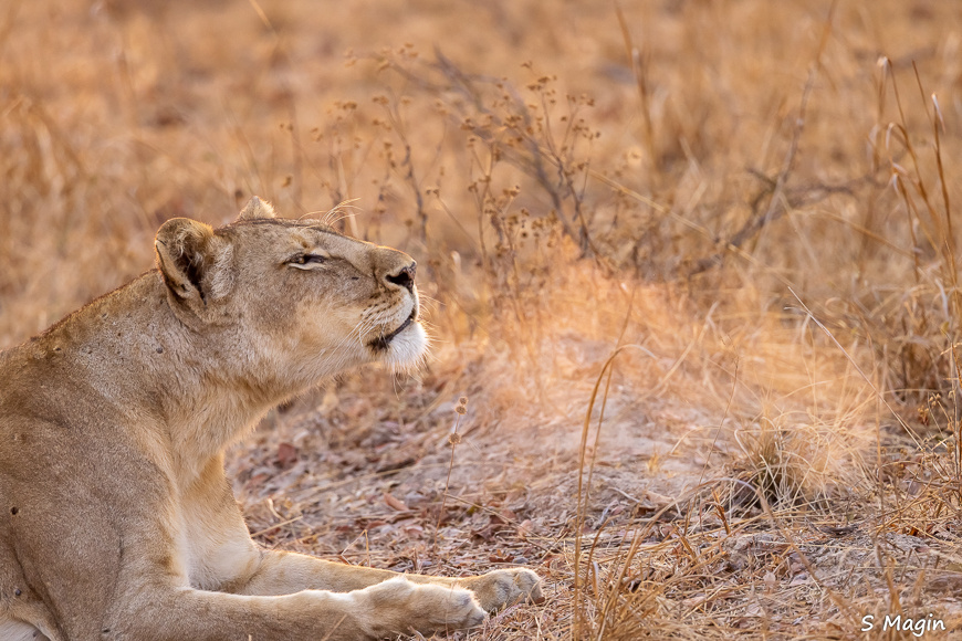 Wildlife image by Sharon Magin from photo safari in Zambia with Edward Selfe.