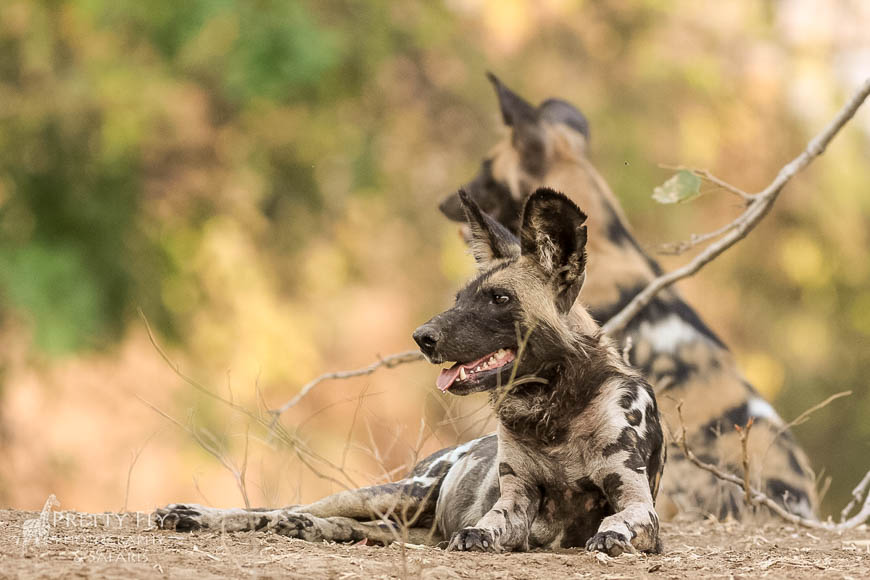 Wildlife image from photo safari with edward selfe in south luangwa national park.