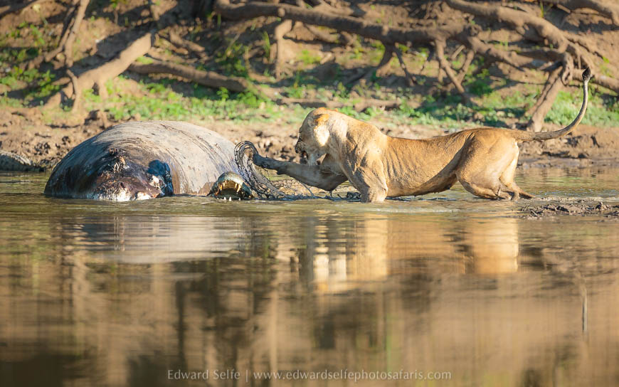 Wildlife image from photo safari with edward selfe in south luangwa national park.