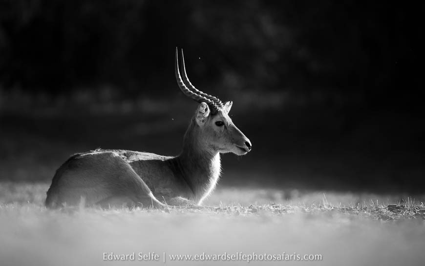 Wildlife image from photo safari with edward selfe.