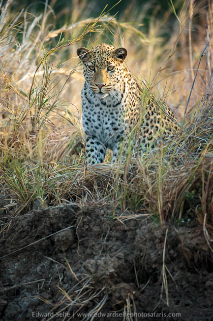 Wildlife image from a photo safari with edward selfe.