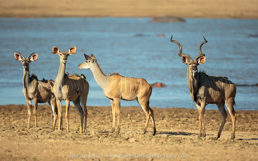 Kudu taking a drink on photo safari in south luangwa national park.