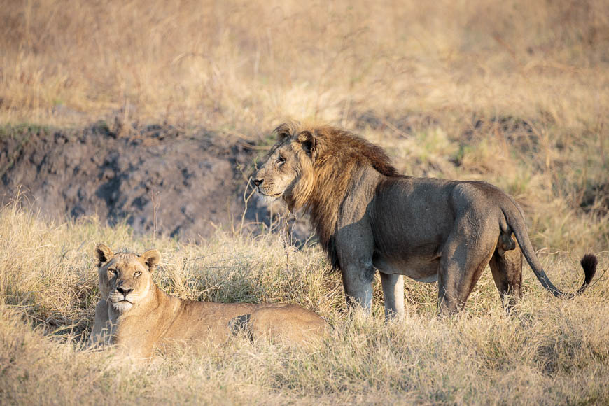 Wildlife image from photo safari with edward selfe in south luangwa national park.