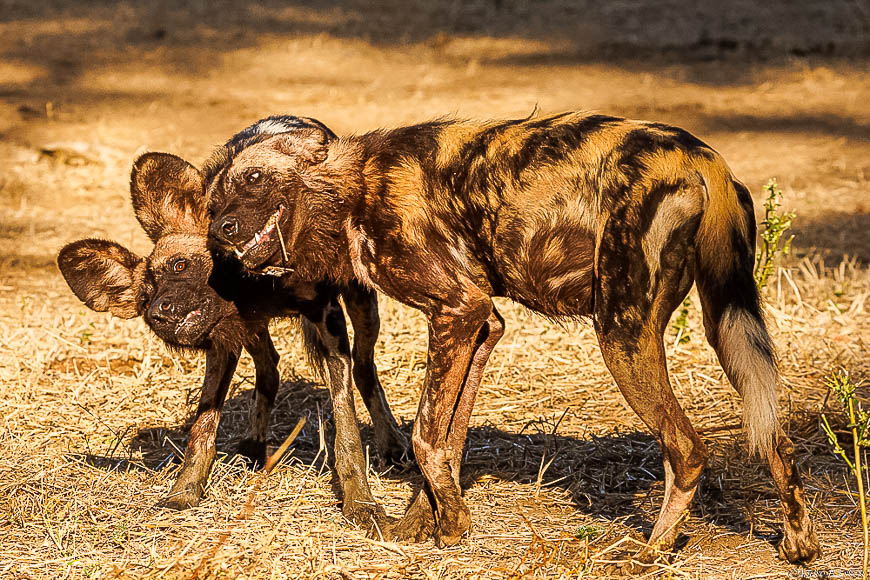 Andre erlichs image of wildlife from photo safari with edward selfe in zambia.