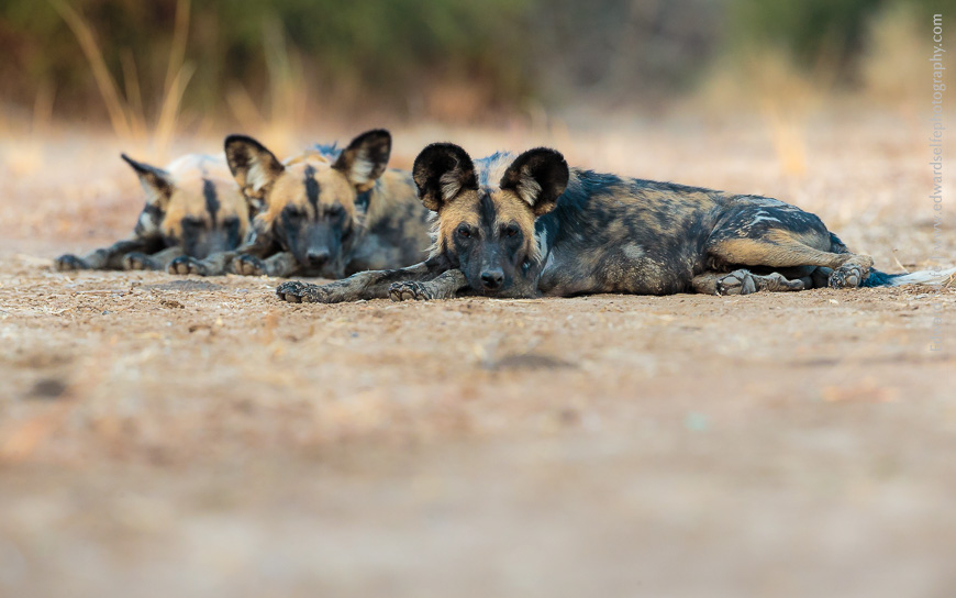 3 wild dogs rest in the late afternoon, lining up beautifully for a short moment.