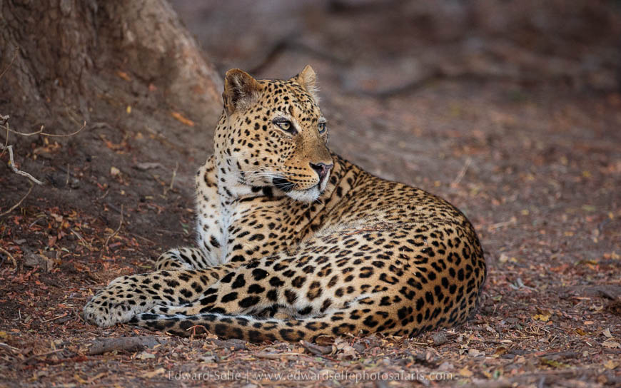 Wildlife image from photo safari with edward selfe in south luangwa national park.