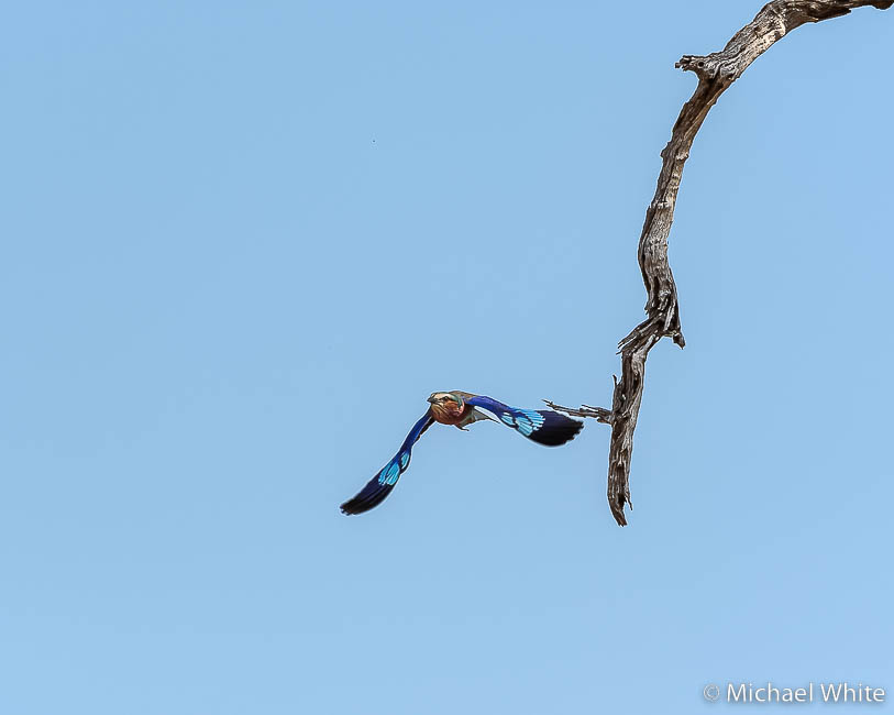 Mike white’s image of wildlife from photo safari with edward selfe in zambia.