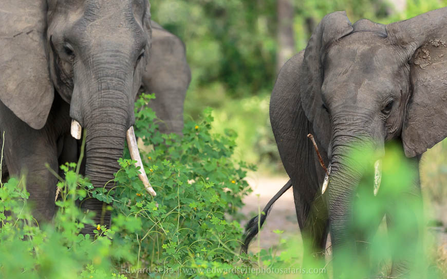 Wildlife image from photo safari with edward selfe.