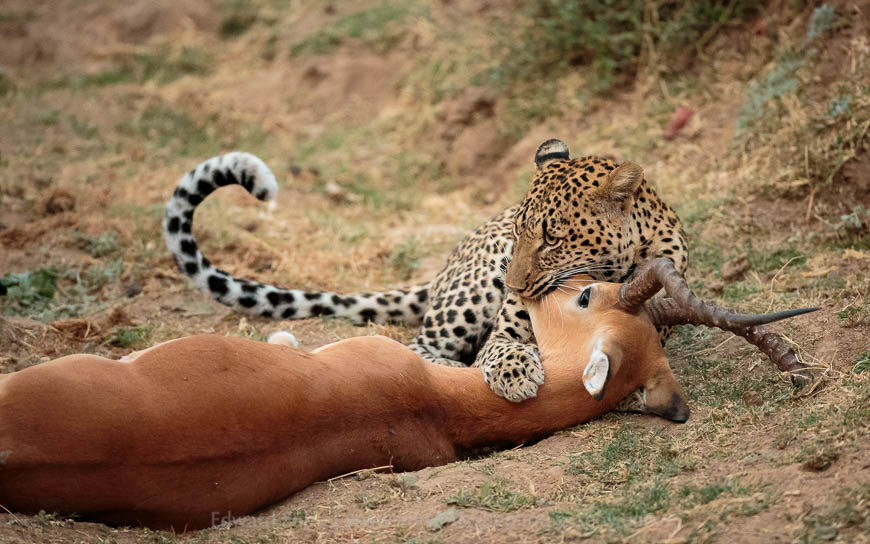 A leopard strangles an impala ram with a nose bite in the South Luangwa National Park