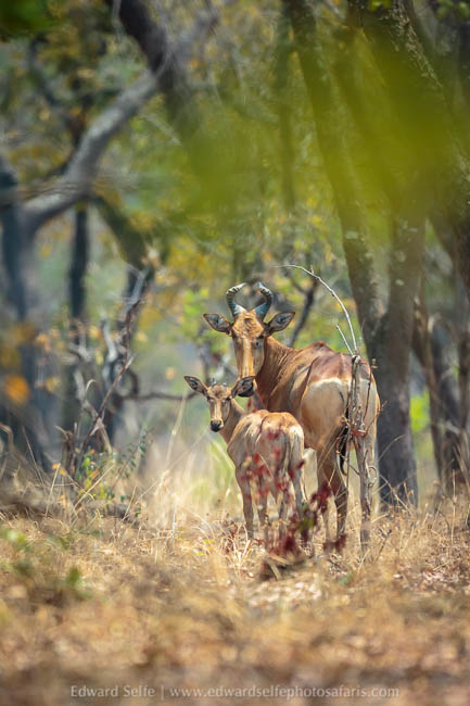Wildlife image from a photo safari with edward selfe.