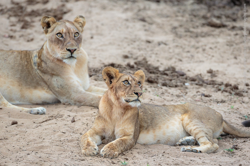Two lionesses rest in the bottom of a sandy gully in Luambe National Park.