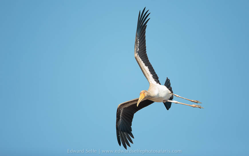 Wildlife image from photo safari with edward selfe in south luangwa national park.