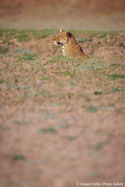 Image from exclusive luangwa photo safari by edward selfe