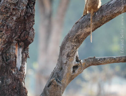 Know your African Wildlife: Yellow Baboons