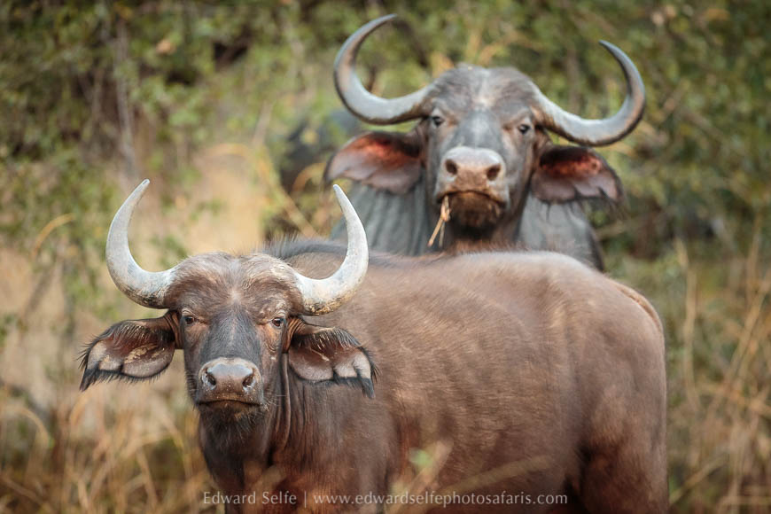 A duo of buffalo on photo safari in south luangwa national park.