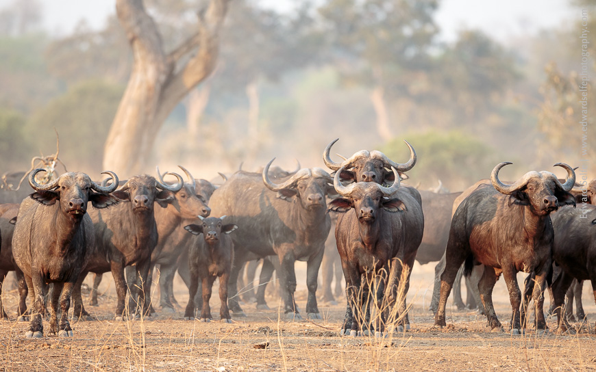Buffalos scent the air to assess us as a threat in South Luangwa.