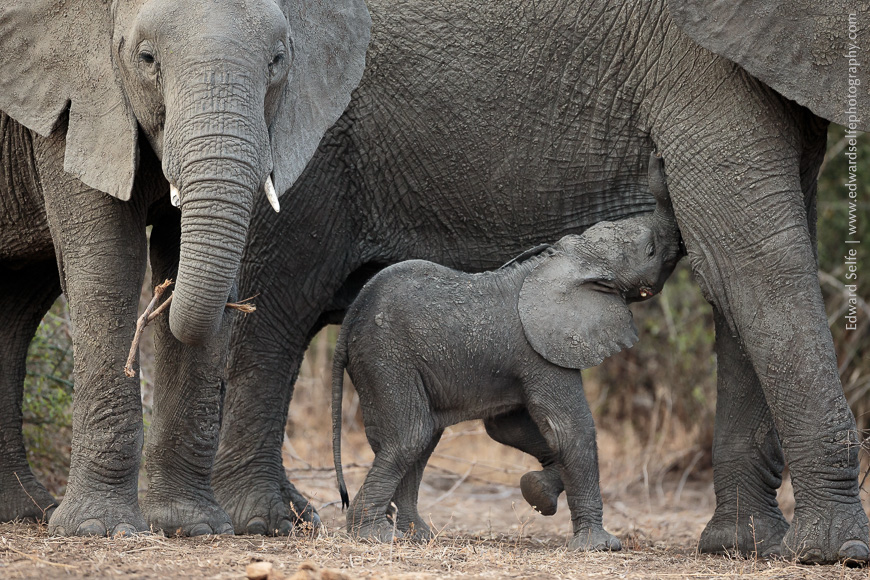 A young elephant calf feeds from its mother in South Luangwa.