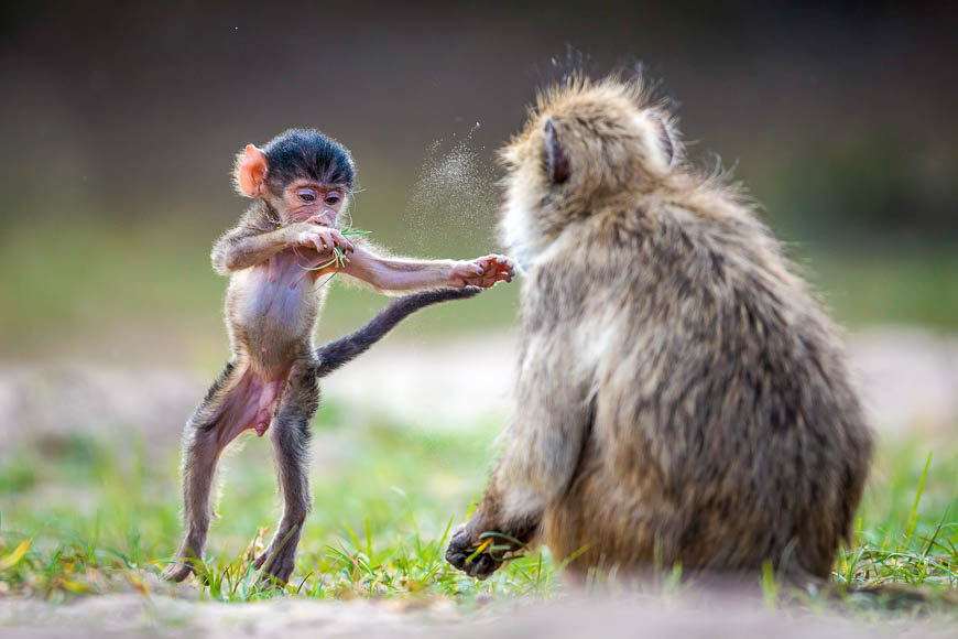 Images of wildlife from photo safari with edward selfe in south luangwa.