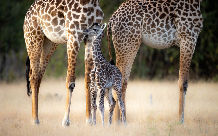 Images of wildlife from photo safari with edward selfe in south luangwa.