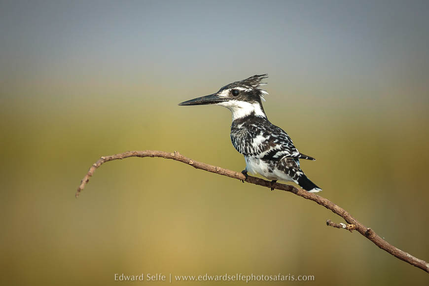 Wildlife image from a photo safari with edward selfe.