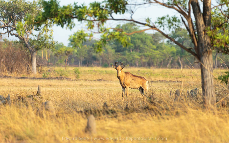 Wildlife image from photo safari with edward selfe.