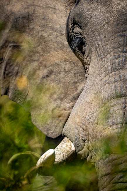 Images of wildlife from photo safari with edward selfe in south luangwa.