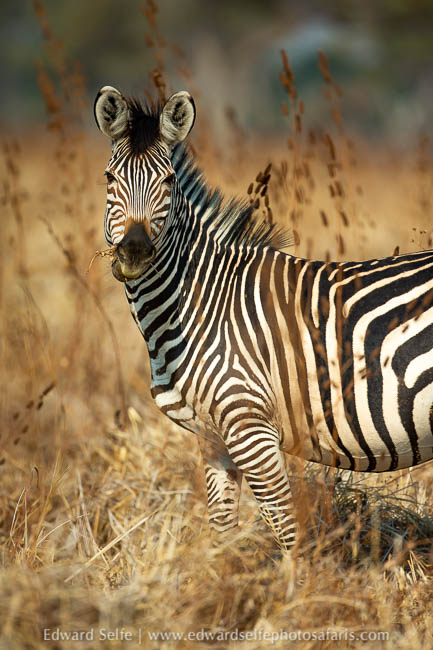 Wildlife image from photo safari with edward selfe.