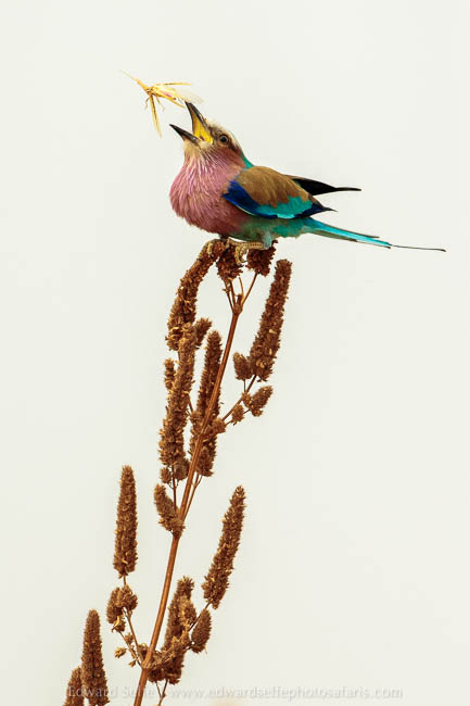 Wildlife image from photo safari with edward selfe in south luangwa national park.