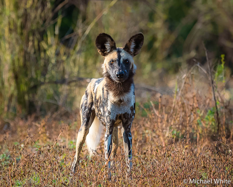 Mike white’s image of wildlife from photo safari with edward selfe in zambia.