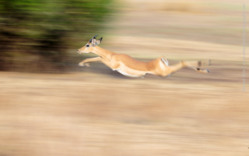 Impala running through the frame in South Luangwa