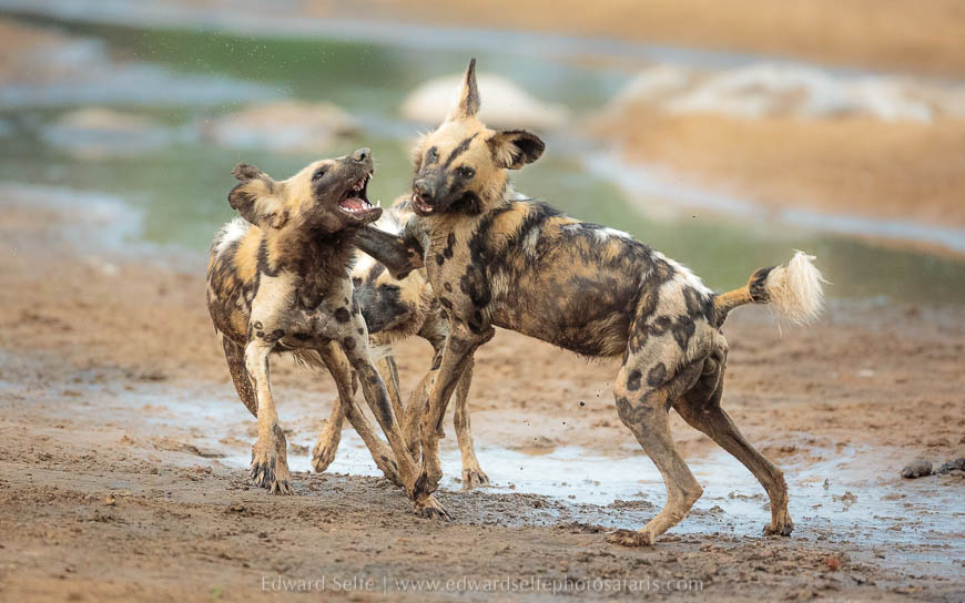 Wildlife image from photo safari with edward selfe in south luangwa national park.