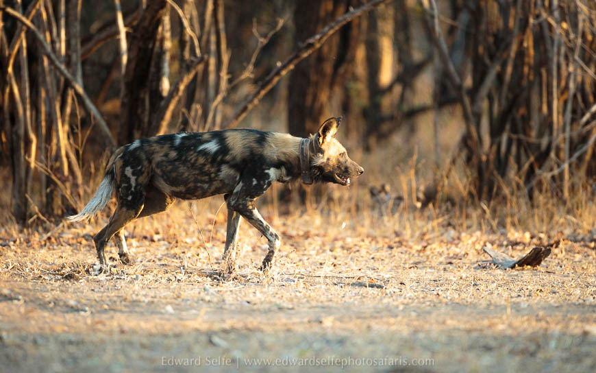 Wildlife image from photo safari with edward selfe in south luangwa national park.