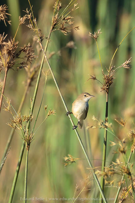 Wildlife image from a photo safari with edward selfe.