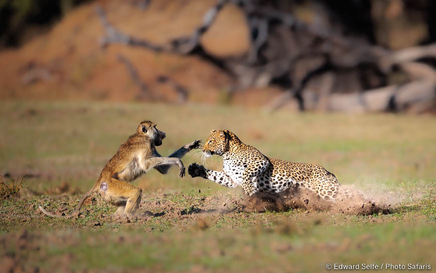 Wildlife image by edward selfe from photo safari in southern africa.