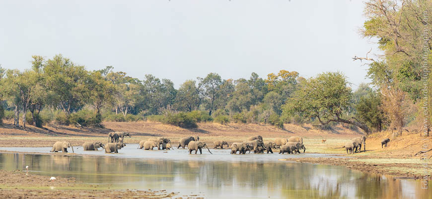 Elephants cross the river in South Luangwa National Park.