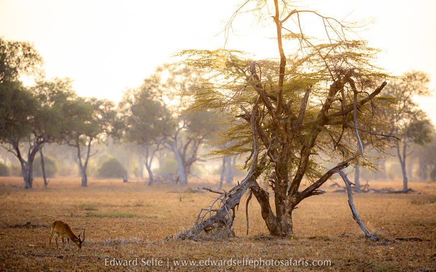 Wildlife image from photo safari with edward selfe.
